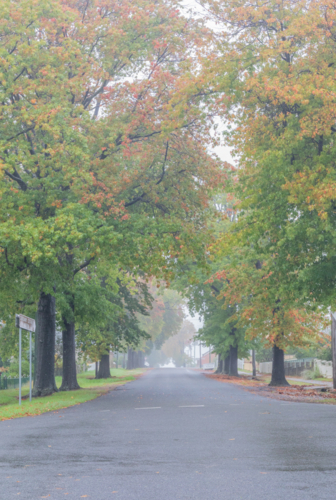 A country road under an avenue of trees with autumn foliage - Australian Stock Image