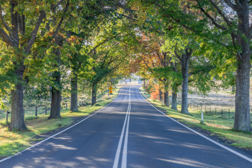 A country road under an avenue of trees with autumn foliage - Australian Stock Image