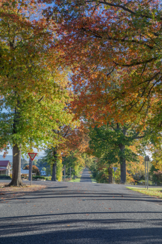A country road underneath an avenue of trees with autumn foliage - Australian Stock Image