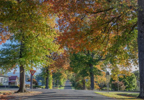 A country road underneath an avenue of trees with autumn foliage - Australian Stock Image