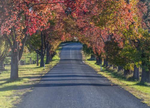 A country road underneath an avenue of trees with autumn foliage - Australian Stock Image