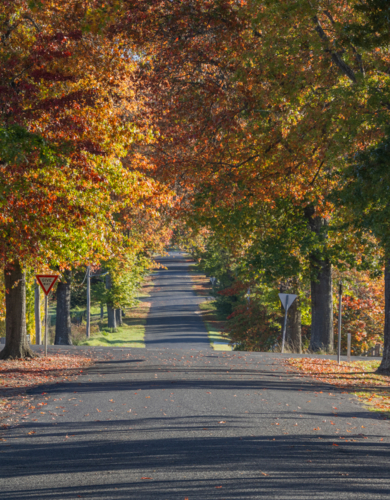 A country road underneath an avenue of trees with autumn foliage - Australian Stock Image