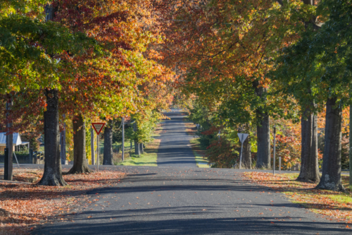 A country road underneath an avenue of trees with autumn foliage - Australian Stock Image