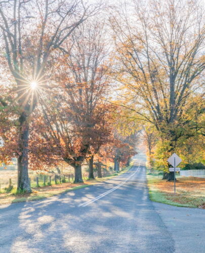 A country road with an avenue of trees with autumn foliage - Australian Stock Image