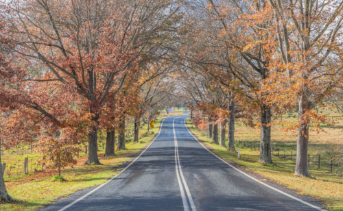 A country road with an avenue of trees with autumn foliage - Australian Stock Image
