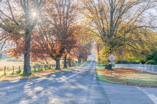 A country road with an avenue of trees with late autumn foliage - Australian Stock Image