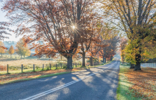 A country road with autumn trees and foliage - Australian Stock Image
