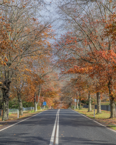 A country road with autumn trees and foliage - Australian Stock Image