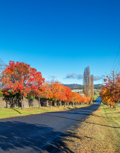 A country road with autumn trees and foliage - Australian Stock Image