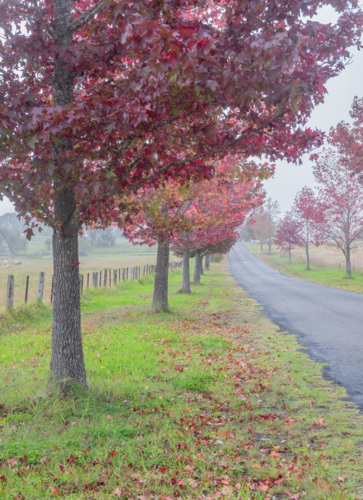 A country road with colours of autumn on a grey, misty morning - Australian Stock Image