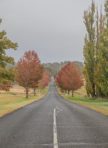 A country road with colours of autumn on a grey, misty morning - Australian Stock Image