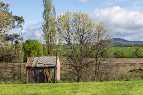 A country scene of a tin shed and sheep grazing in rural NSW - Australian Stock Image