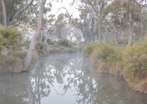 A country scene on a misty morning with grey gums and a creek - Australian Stock Image