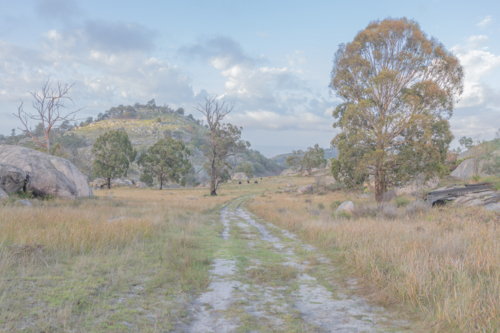 A country scene with a dirt track in a field - Australian Stock Image