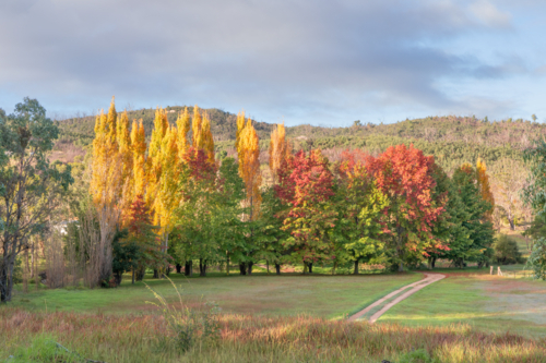 A country scene with autumnal shades, a dirt track and a green field - Australian Stock Image