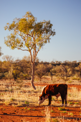A cow grazes by the side of the Plenty Hwy near Mount Riddock cattle station in Northern Territory,  - Australian Stock Image