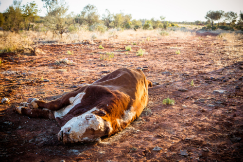 A cow succumbs to the Australian Outback heat near Gemtree in the Northern Territory, Australia - Australian Stock Image