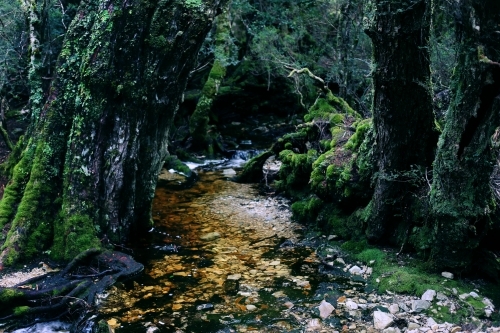 A creek running through mossy trees