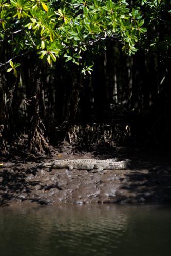 A crococodile rests in the sun in the Daintree - Australian Stock Image