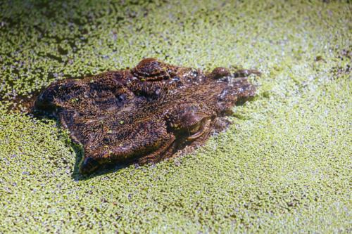 A crocodile waits patiently for prey in a swamp in Queensland, Australia - Australian Stock Image
