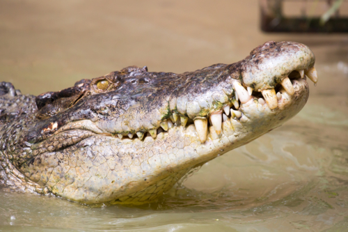 A crocodile waits patiently for prey in Queensland, Australia - Australian Stock Image