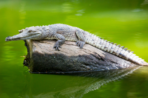 A crocodile waits patiently for prey in Queensland, Australia - Australian Stock Image