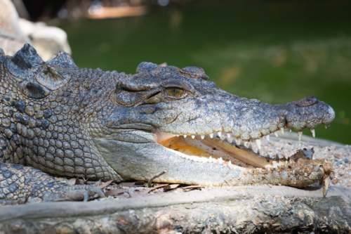 A crocodile waits patiently for prey with open mouth - Australian Stock Image