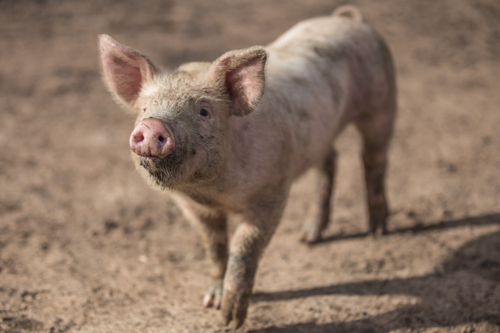 A curious muddy piglet - Australian Stock Image