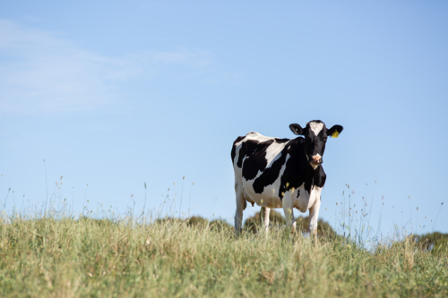 A Dairy Heifer in a grassy paddock - Australian Stock Image
