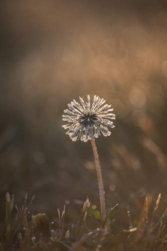 A dandelion in a morning haze - Australian Stock Image