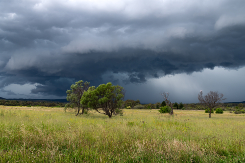 A dangerous storm approaching across a grassy paddock with trees and birds - Australian Stock Image