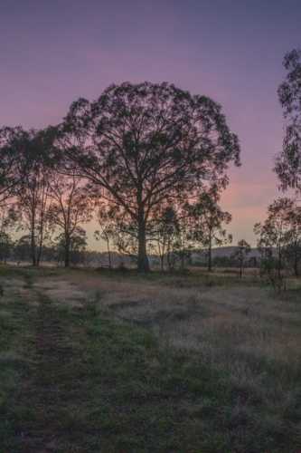A dawn scene in the country with a pink sky - Australian Stock Image