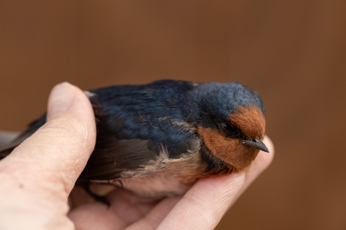 A dead australian welcome swallow (Hirundo neoxena) being held in a hand - Australian Stock Image