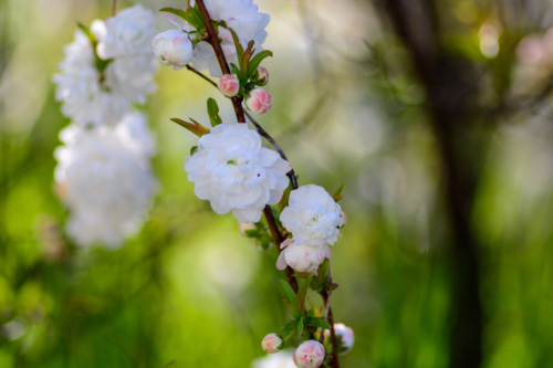 A dense cluster of white prunus blossoms on thin branches on ornamental bush - Australian Stock Image
