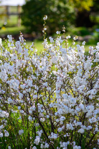 A dense cluster of white prunus blossoms on thin branches on ornamental bush - Australian Stock Image