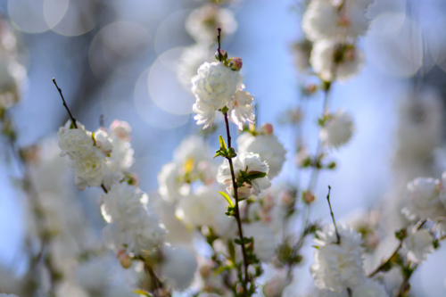 A dense cluster of white prunus blossoms on thin branches on ornamental bush - Australian Stock Image