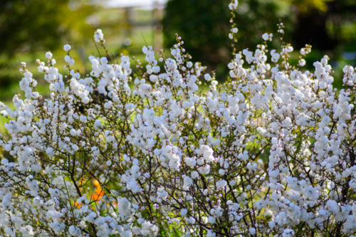 A dense cluster of white prunus blossoms on thin branches on ornamental bush - Australian Stock Image