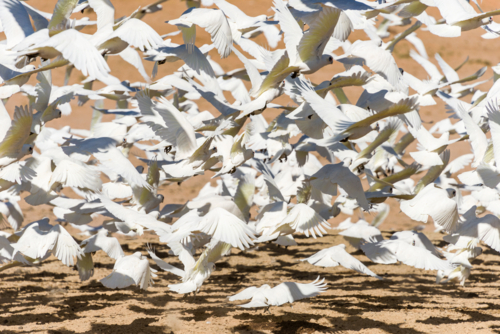 A dense flock of white corellas takes flight over a sandy outback plain. - Australian Stock Image