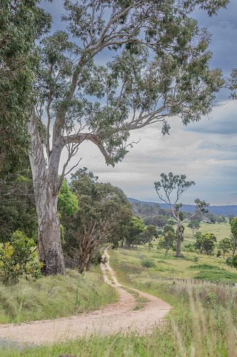 A dirt country road, with an old grey gum tree and cloudy skies - Australian Stock Image