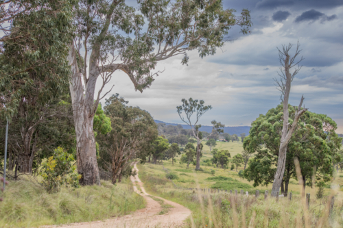 A dirt country road, with an old grey gum tree and cloudy skies - Australian Stock Image