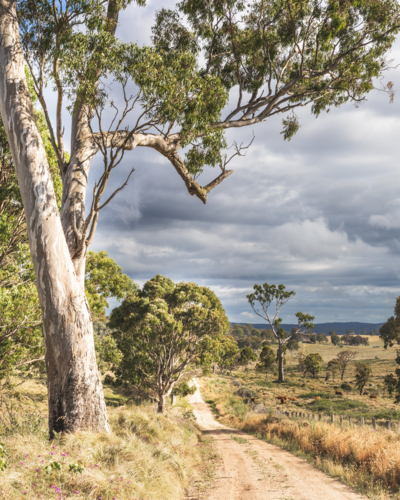 A dirt road, a gum and a moody sky - Australian Stock Image