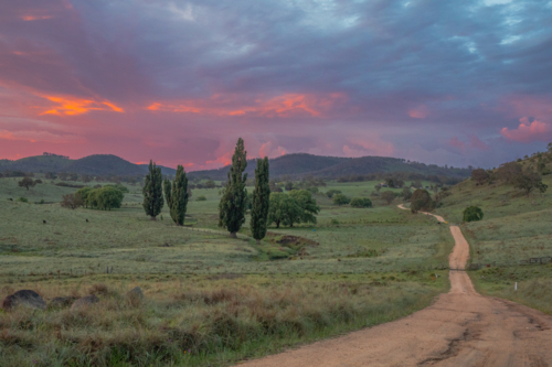 A dirt road, green grass, green poplars and a pink and grey sky - Australian Stock Image