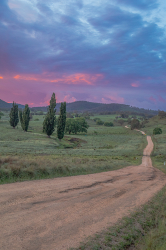 A dirt road, green grass, green poplars and a pink and grey sky - Australian Stock Image