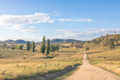 A dirt road in green fields with green poplars - Australian Stock Image