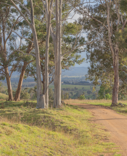 A dirt road surrounded by grey gum trees - Australian Stock Image