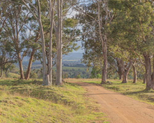 A dirt road surrounded by grey gum trees - Australian Stock Image