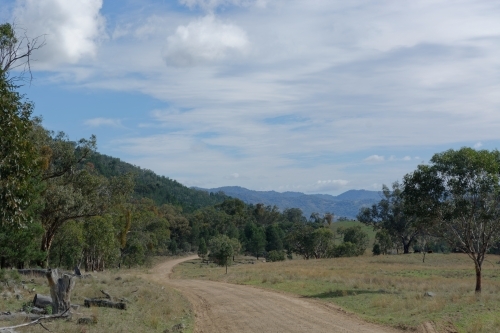 A dirt road winding through a grassy area with scattered trees. - Australian Stock Image