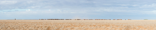A distant line of cattle crosses an open plain beneath a wide, pale sky. - Australian Stock Image
