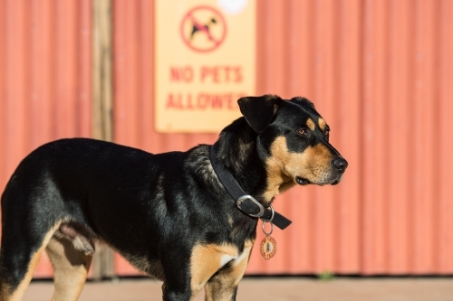 A dog defies a no pets allowed sign
