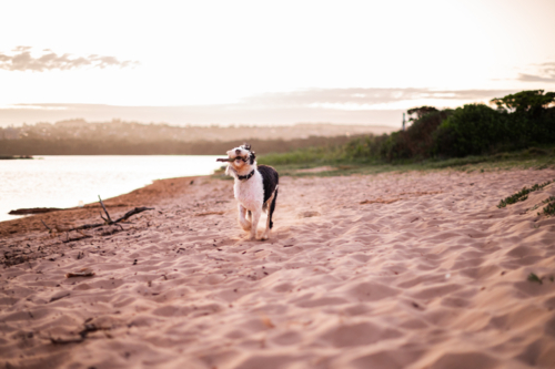 a dog happily carrying a wooden stick on the beach at sunset - Australian Stock Image